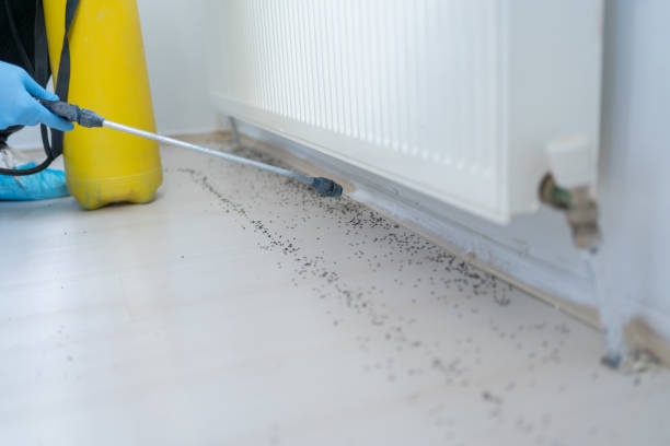 Best Mosquito Control Services  in Brittany Farms The Highlands, PA